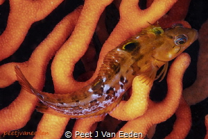 Klip fish in its hide away of a sinuous Fan by Peet J Van Eeden 